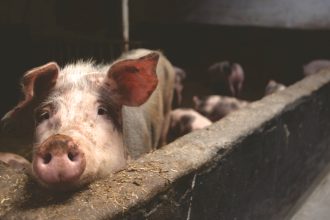 African Swine Fever in Mongkos Sarawak Pork Supply Safe and Unaffected