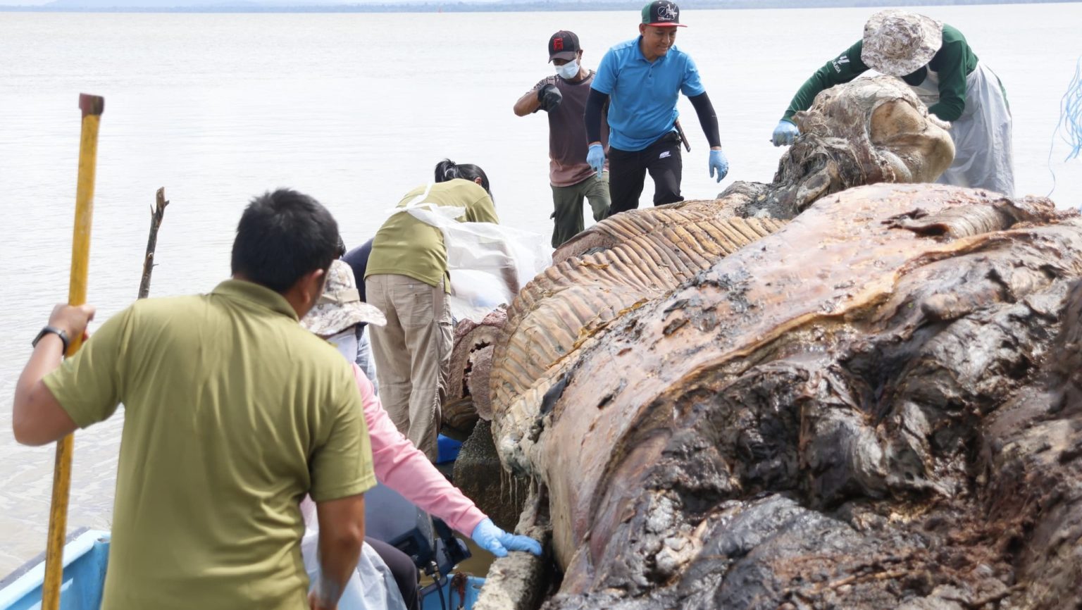 First Sei Whale Discovery in Sarawak Waters Sparks Marine Biodiversity Insight