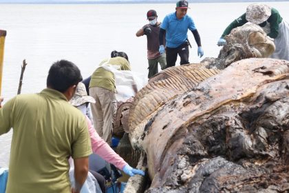 First Sei Whale Discovery in Sarawak Waters Sparks Marine Biodiversity Insight