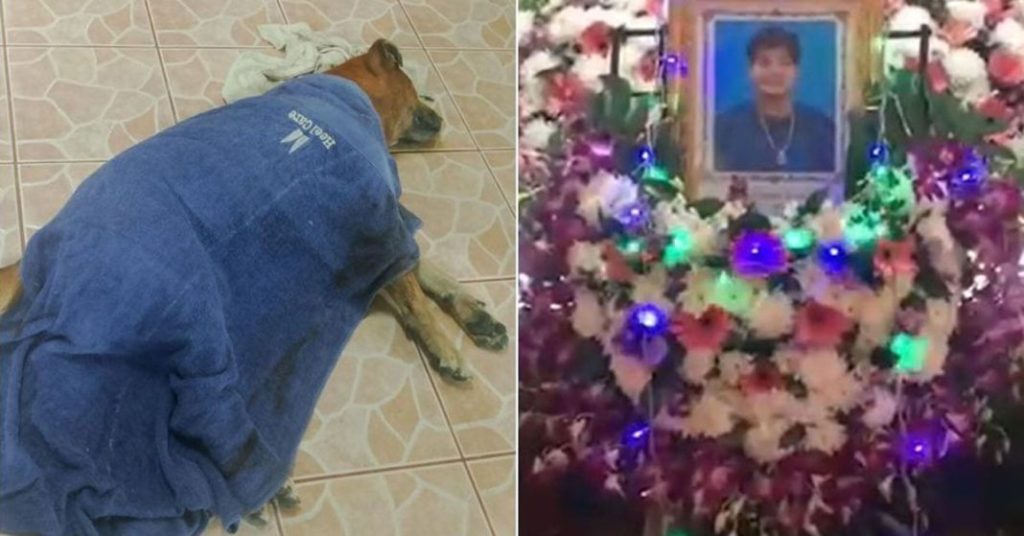 Heartbreaking Loyalty Dog Dies Beside Owner's Coffin in Thailand