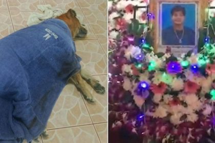 Heartbreaking Loyalty Dog Dies Beside Owner's Coffin in Thailand