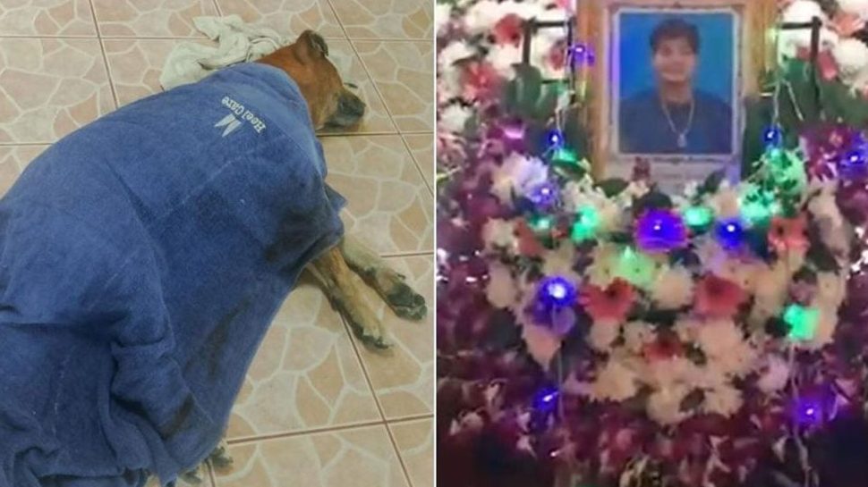 Heartbreaking Loyalty Dog Dies Beside Owner's Coffin in Thailand