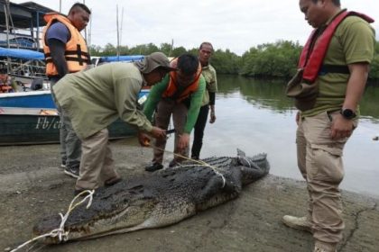 Massive 3.9-Metre Crocodile Captured in Sarawak River Operation