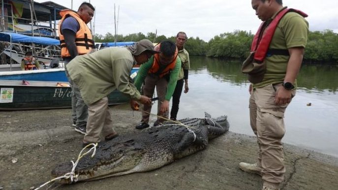 Massive 3.9-Metre Crocodile Captured in Sarawak River Operation