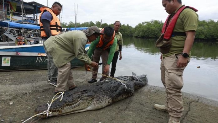 Massive 3.9-Metre Crocodile Captured in Sarawak River Operation