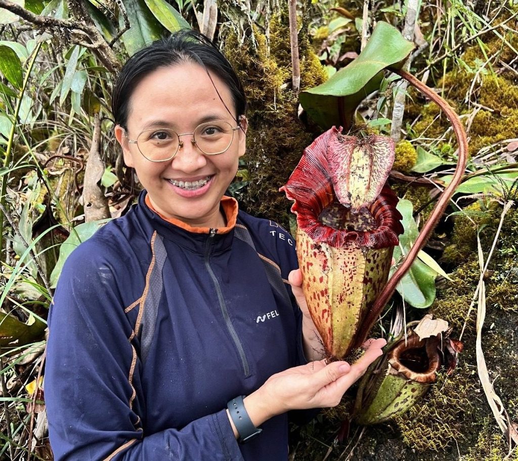 New Giant Pitcher Plant in Sabah Named After Orangutan, Highlights Conservation Needs