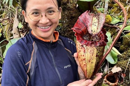 New Giant Pitcher Plant in Sabah Named After Orangutan, Highlights Conservation Needs