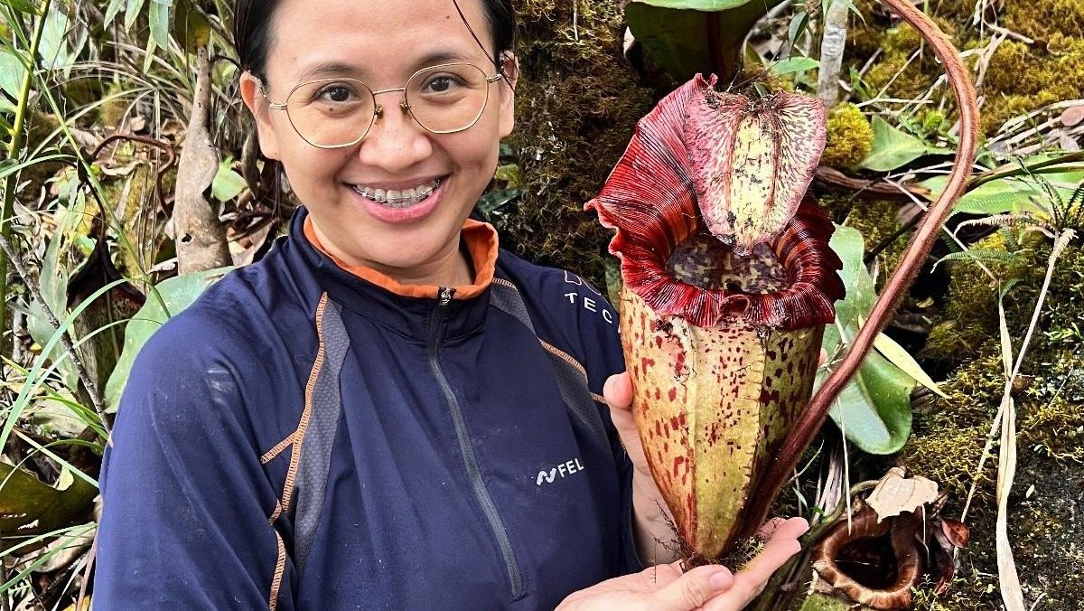 New Giant Pitcher Plant in Sabah Named After Orangutan, Highlights Conservation Needs