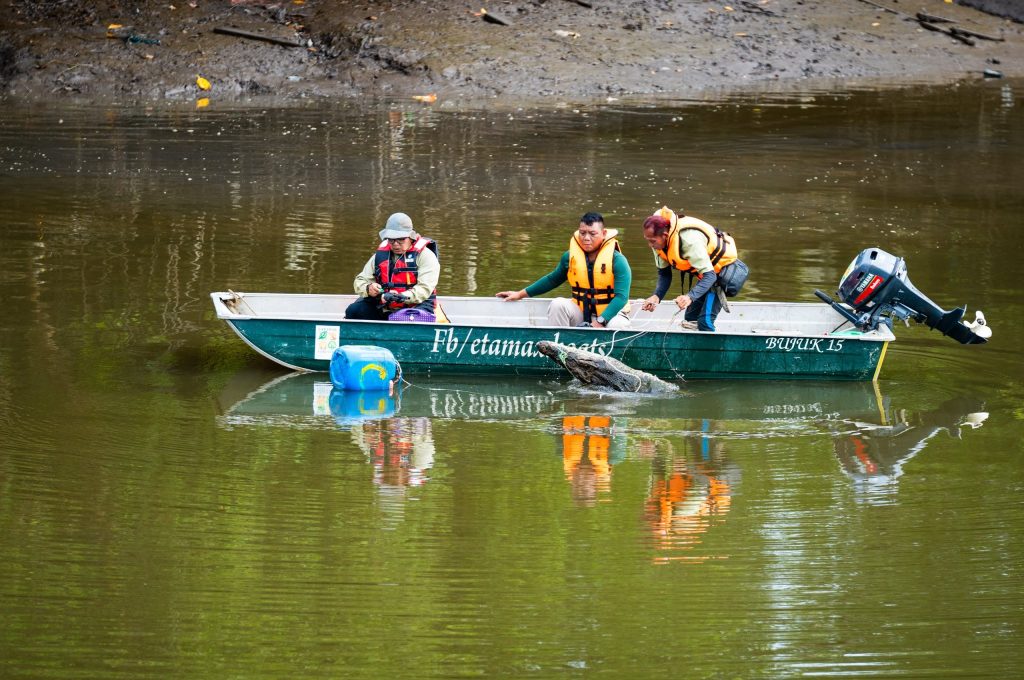 Ops Nyah Buaya Another 10-Foot Crocodile Captured in Kuching