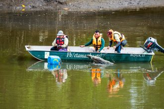 Ops Nyah Buaya Another 10-Foot Crocodile Captured in Kuching