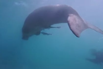 Rare Dugong Spotted Near Mabul Island A Call for Marine Protection