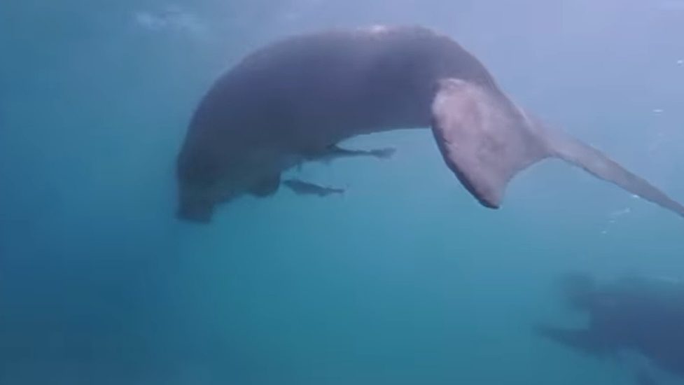 Rare Dugong Spotted Near Mabul Island A Call for Marine Protection