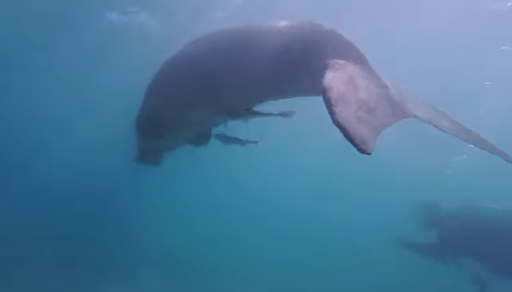 Rare Dugong Spotted Near Mabul Island A Call for Marine Protection