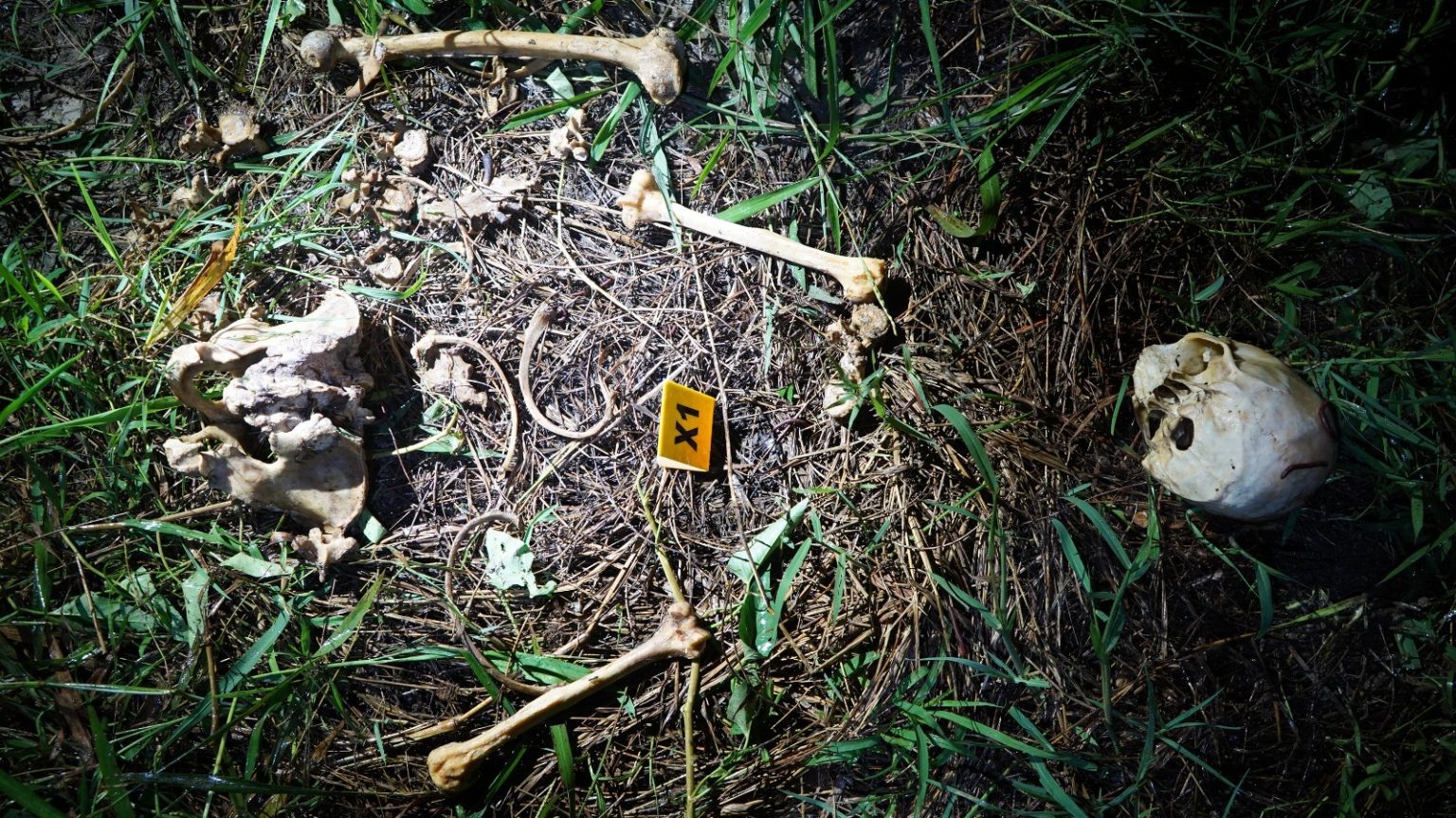 Shocking Discovery Human Skull and Bones Found on Miri-Bintulu Road