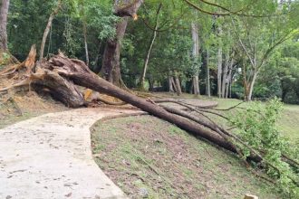 Termite-Infested Trees at Jalan Taman Budaya Safety Fears Mount