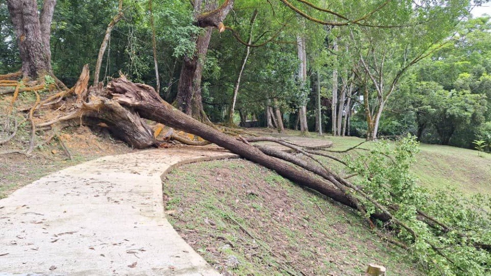 Termite-Infested Trees at Jalan Taman Budaya Safety Fears Mount