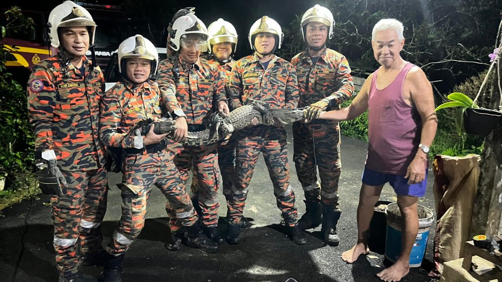 Baby Crocodile Rescued from House Drain in Batu Niah by Bomba