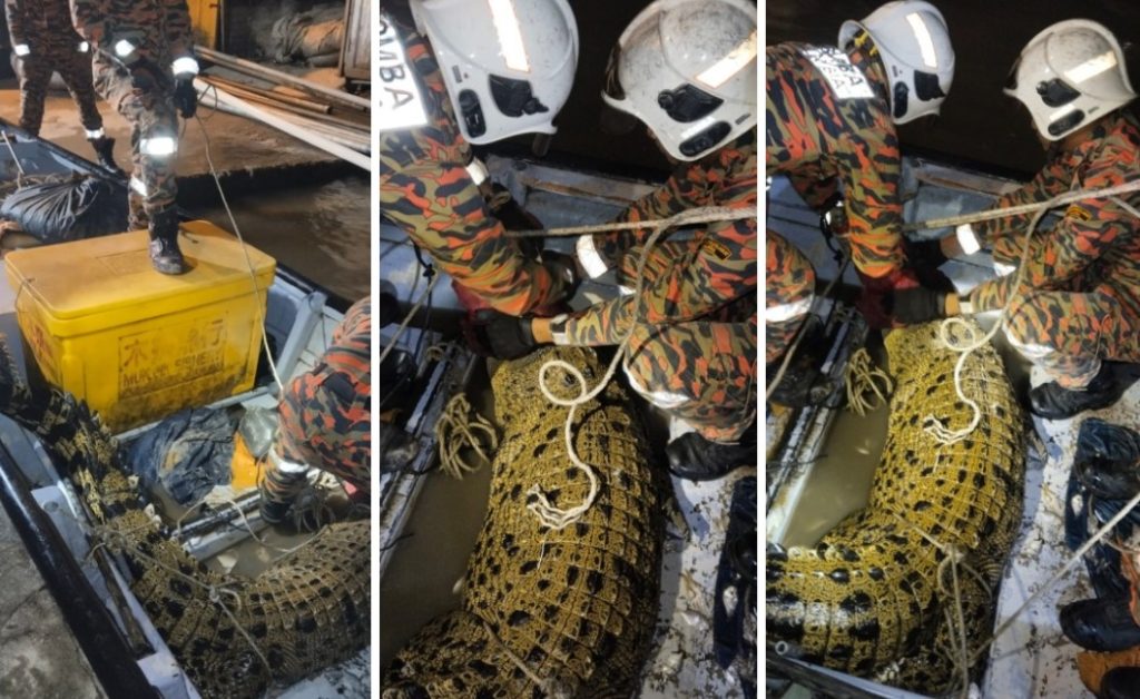 Crocodile Caught at Pulau Ketam Fishermen Stunned by Rare Encounter