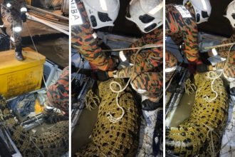 Crocodile Caught at Pulau Ketam Fishermen Stunned by Rare Encounter