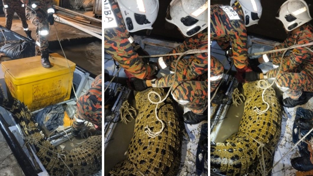 Crocodile Caught at Pulau Ketam Fishermen Stunned by Rare Encounter