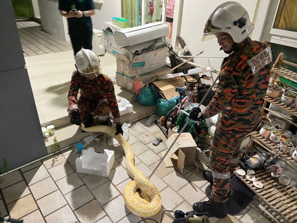 Miri Firefighters Rescue Escaped Albino Python, Hand It to SFC