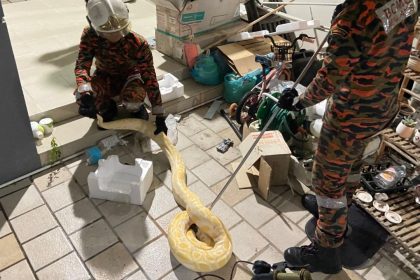 Miri Firefighters Rescue Escaped Albino Python, Hand It to SFC