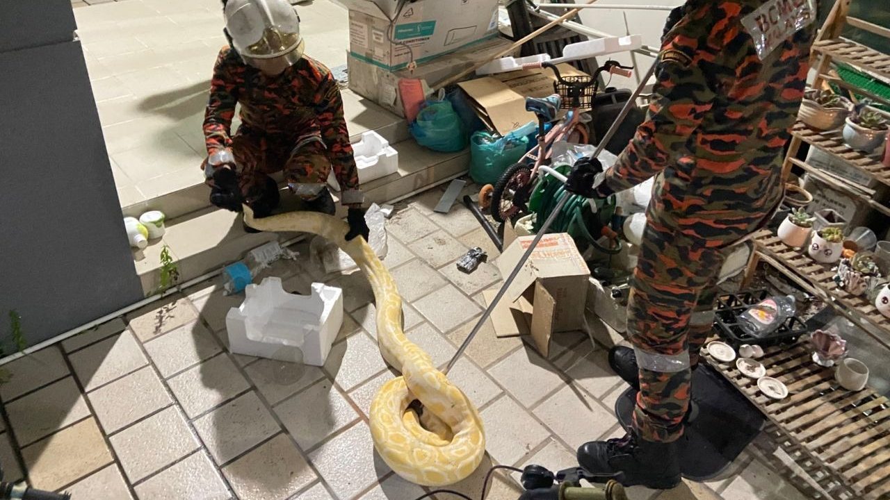 Miri Firefighters Rescue Escaped Albino Python, Hand It to SFC