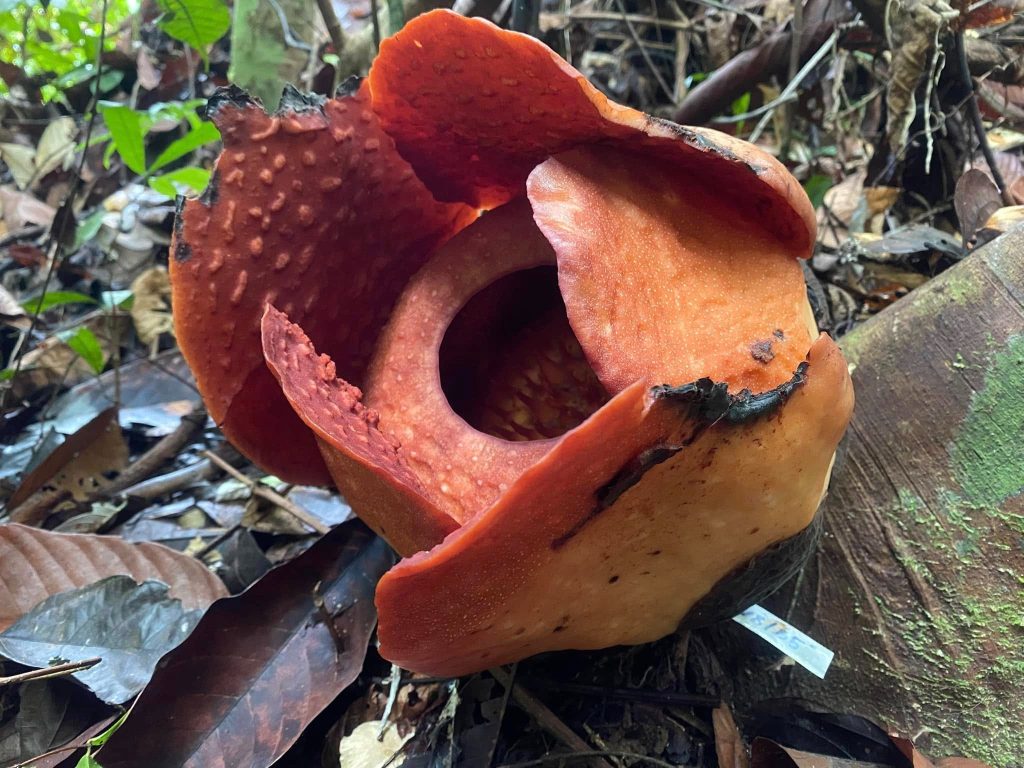 Rafflesia Bloom Awaits Visitors at Gunung Gading National Park Today