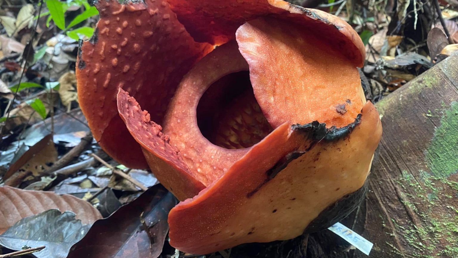 Rafflesia Bloom Awaits Visitors at Gunung Gading National Park Today