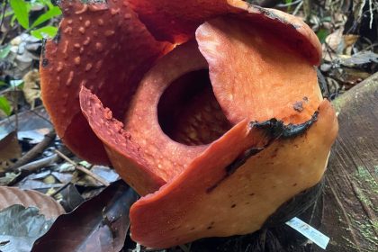 Rafflesia Bloom Awaits Visitors at Gunung Gading National Park Today